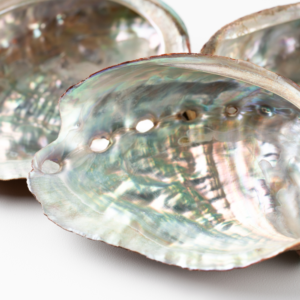 Close up of Abalone Shells