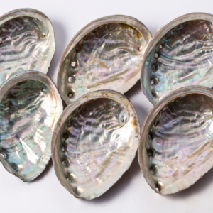 Six Abalone Shells sitting on a table