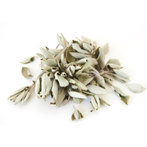 White sage leaves bunch on white background