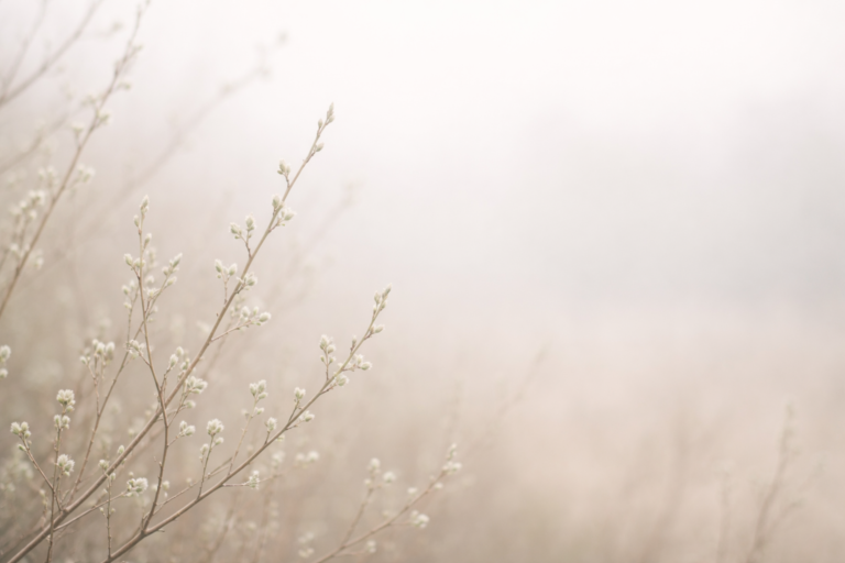 Early spring buds in soft morning light with gentle mist